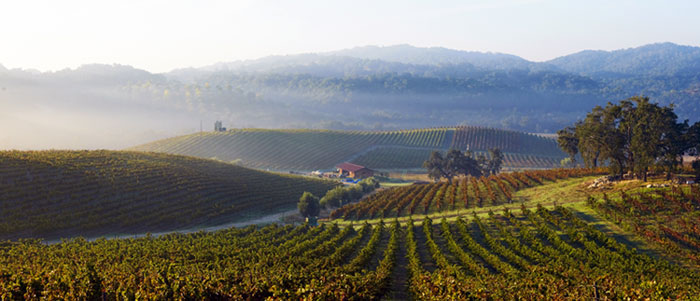 PRvineyard